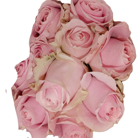 FreshCut Rose (Kenya / Vietnam)