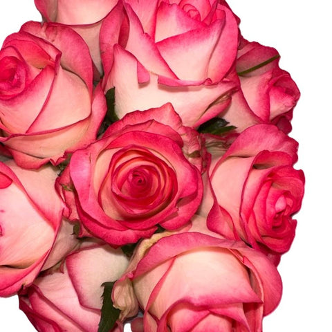 FreshCut Rose (Kenya / Vietnam)