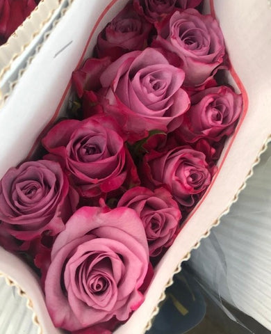 FreshCut Rose (Kenya / Vietnam)