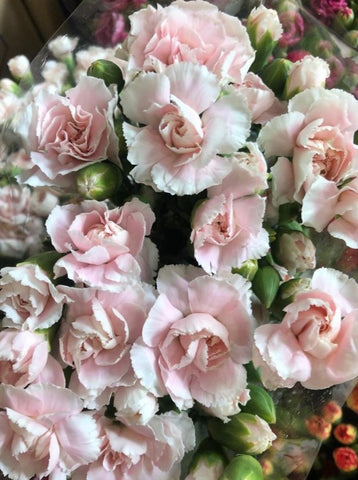 FreshCut Carnation Spray