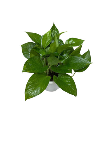 Epipremnum Aureum (Money Plant)