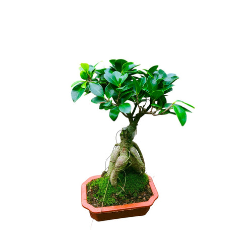 Ficus Microcarpa bonsai (Ginseng Ficus)