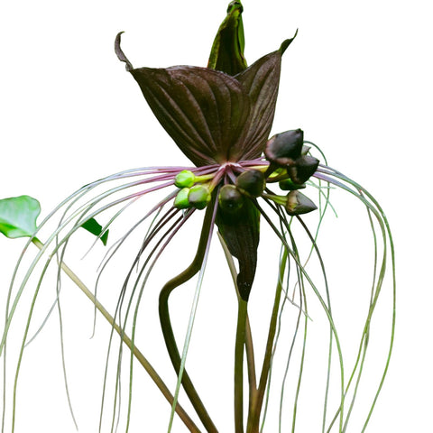 Tacca chantrieri