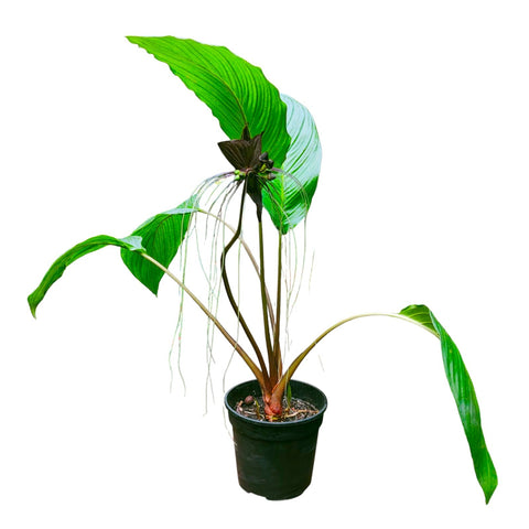 Tacca chantrieri