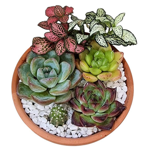Potted Succulent Gift