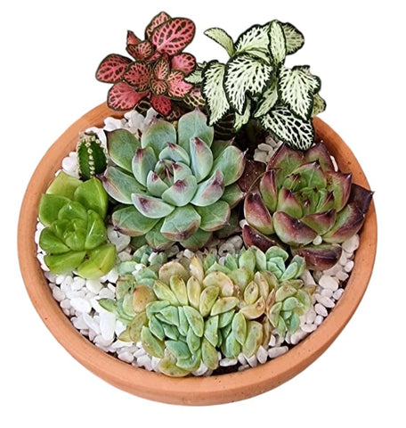 Potted Succulent Gift