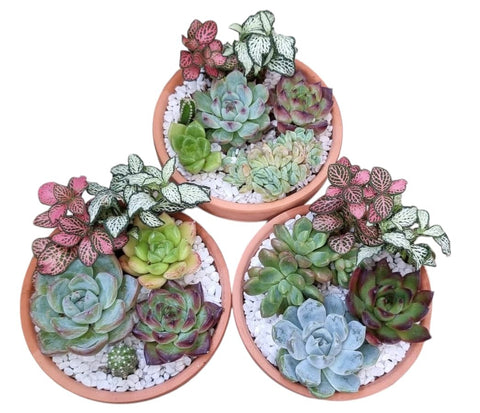Potted Succulent Gift