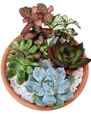 Potted Succulent Gift