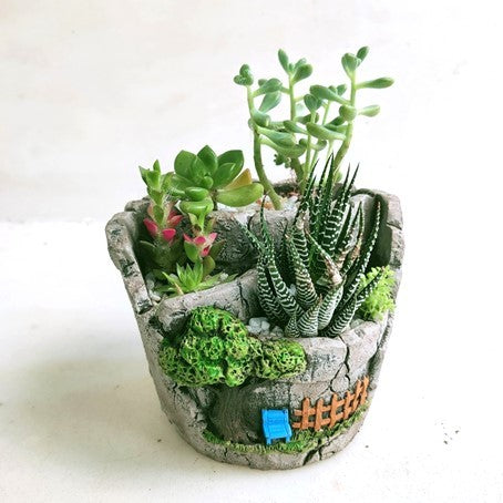 Potted Succulent Gift