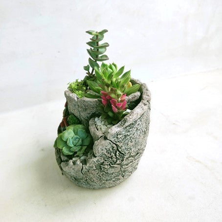 Potted Succulent Gift