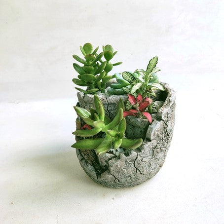 Potted Succulent Gift