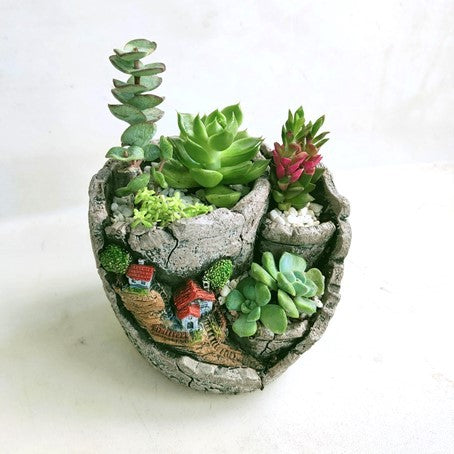Potted Succulent Gift
