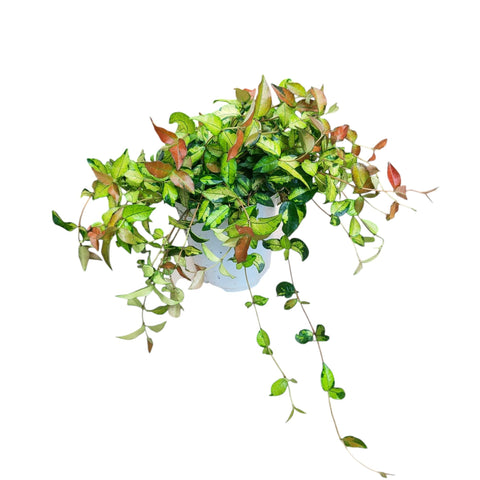 Asiatic Jasmine (Trachelospermum Asiaticum 'Tricolor')