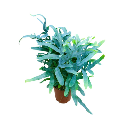 Phlebodium aureum (Blue Star Fern)