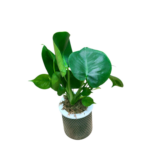 Monstera deliciosa (hydro pot)