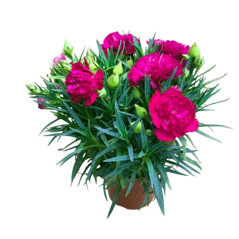 Carnation plant
