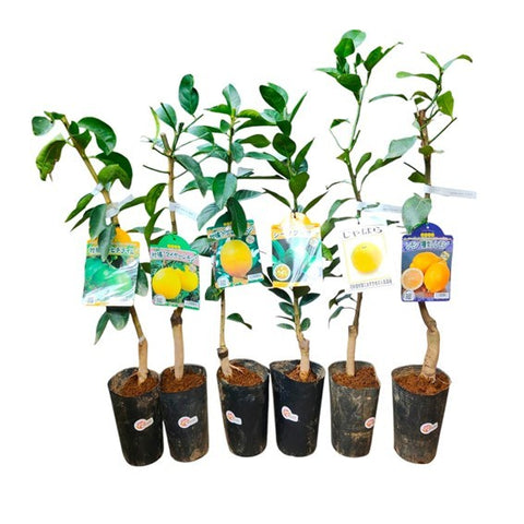 Lemon Tree - Citrus assorted (Japan)