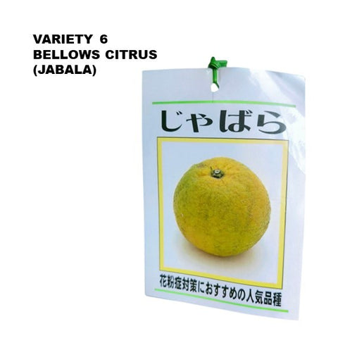 Lemon Tree - Citrus assorted (Japan)