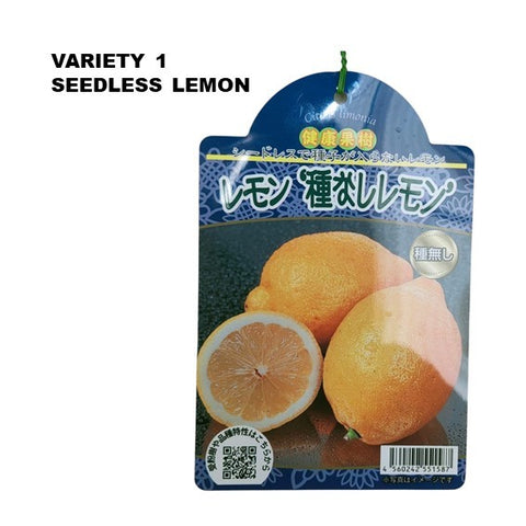 Lemon Tree - Citrus assorted (Japan)