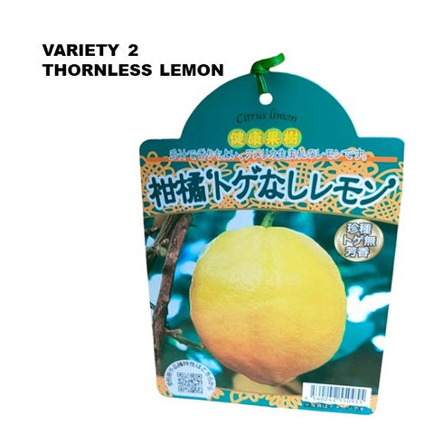 Lemon Tree - Citrus assorted (Japan)