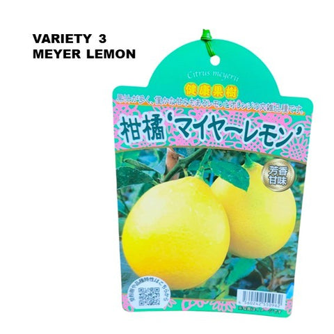 Lemon Tree - Citrus assorted (Japan)