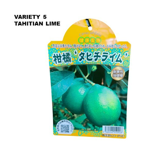 Lemon Tree - Citrus assorted (Japan)