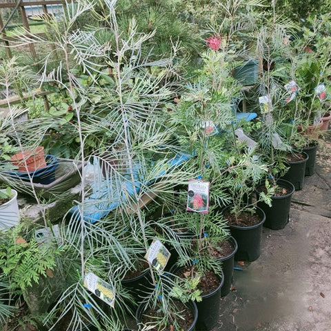 Grevillea
