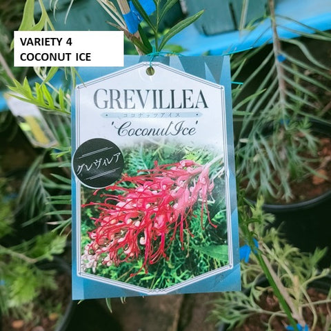 Grevillea
