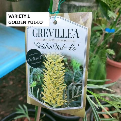 Grevillea