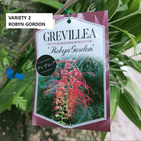 Grevillea