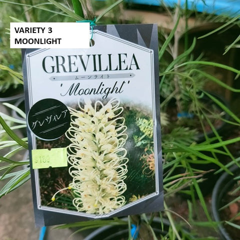 Grevillea