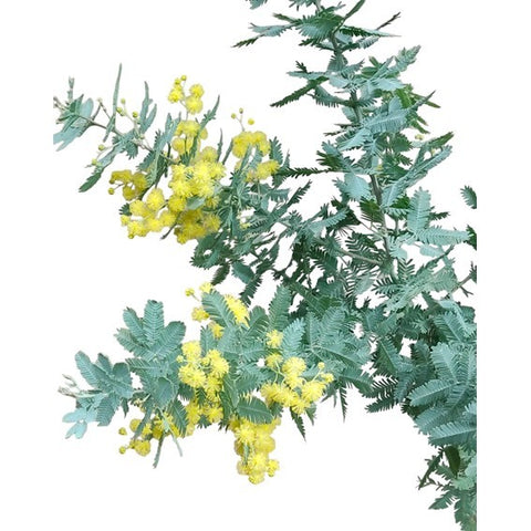 Acacia Dealbata (JAPAN)