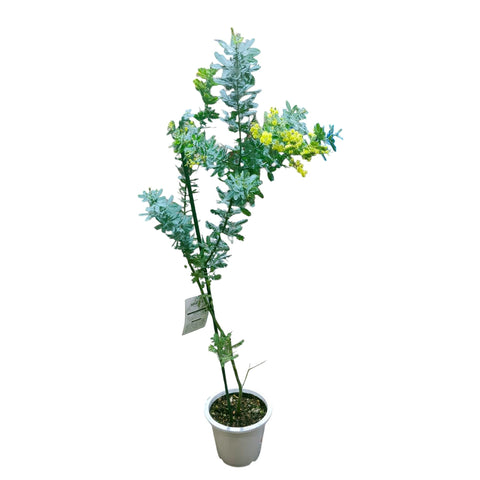 Acacia Dealbata (JAPAN)