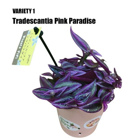 Tradescantia (Japan)