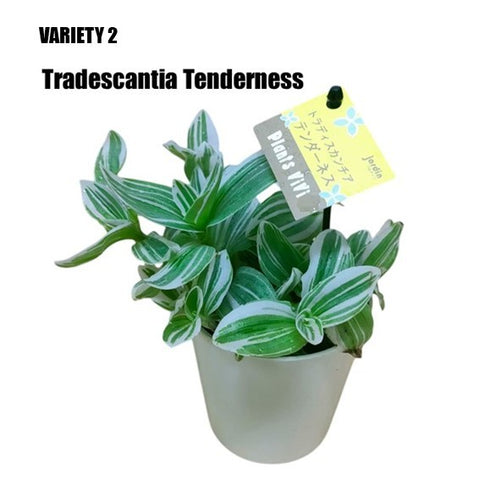 Tradescantia (Japan)