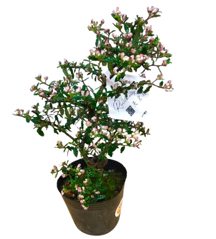 Rulingia hermanniifolia 天皇梅