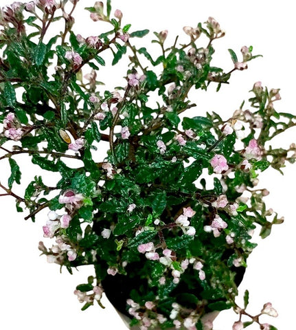 Rulingia hermanniifolia 天皇梅