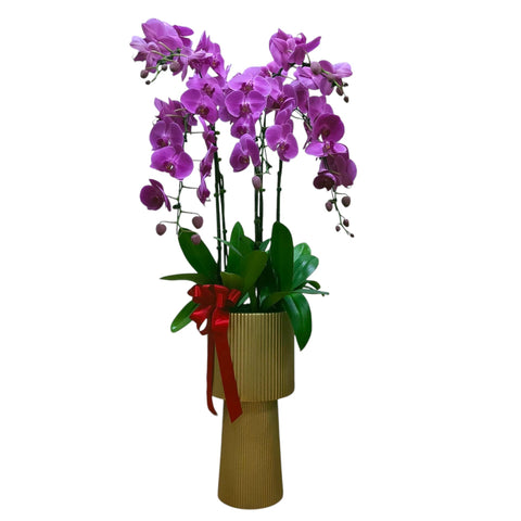 Phalaenopsis in tall pot 蘭花