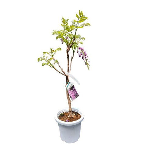 Wisteria Plant 紫藤 (JAPAN)