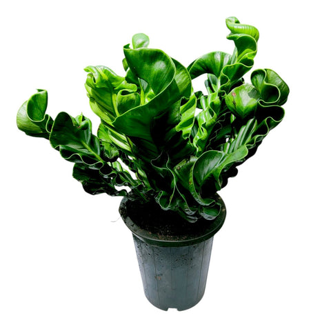 Asplenium Nidus Cobra