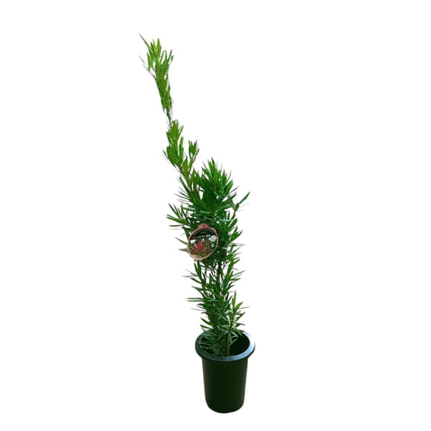 Podocarpus Macrophyllus SOSA