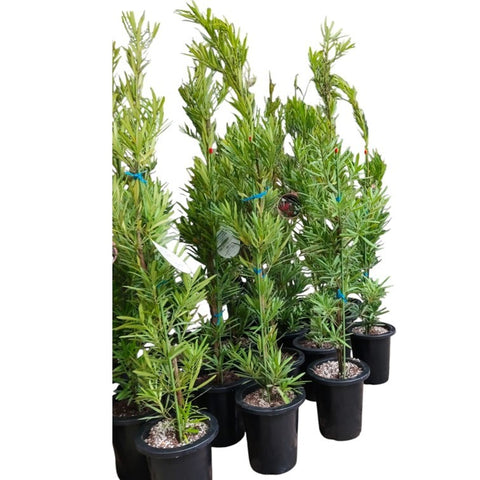 Podocarpus Macrophyllus SOSA