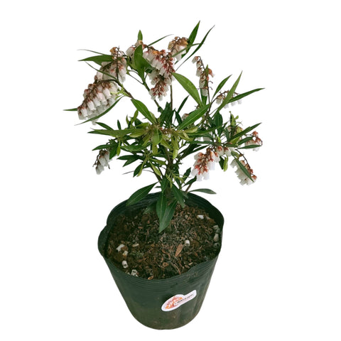 Pieris japonica