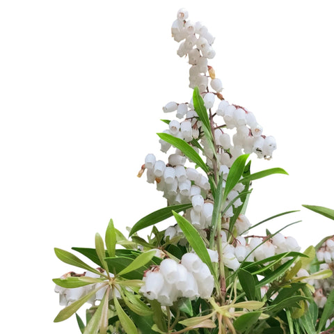 Pieris japonica