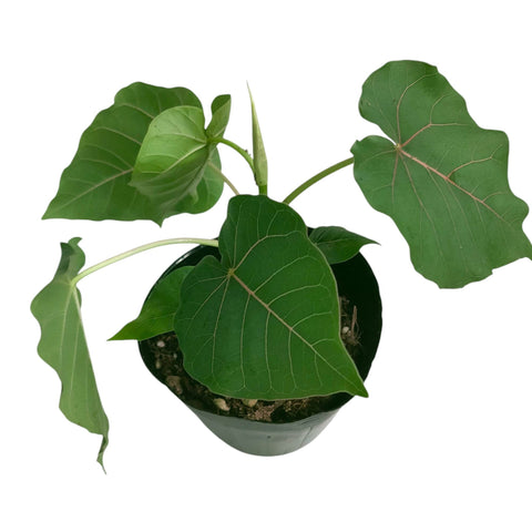 Ficus petiolaris