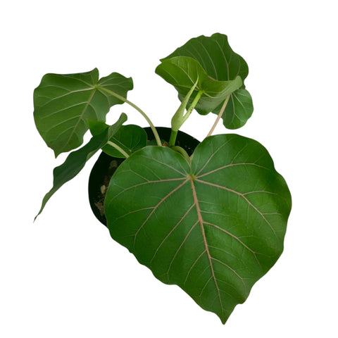 Ficus petiolaris