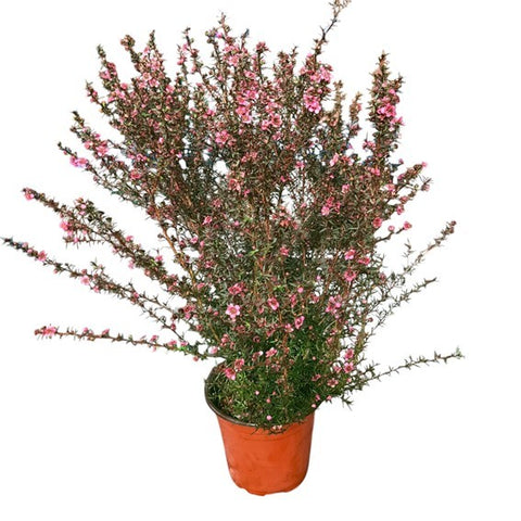 Leptospermum scoparium (Broom Tea-Tree)