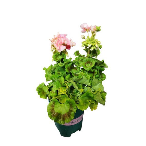 Pelargonium zonale