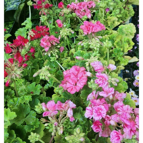 Pelargonium zonale