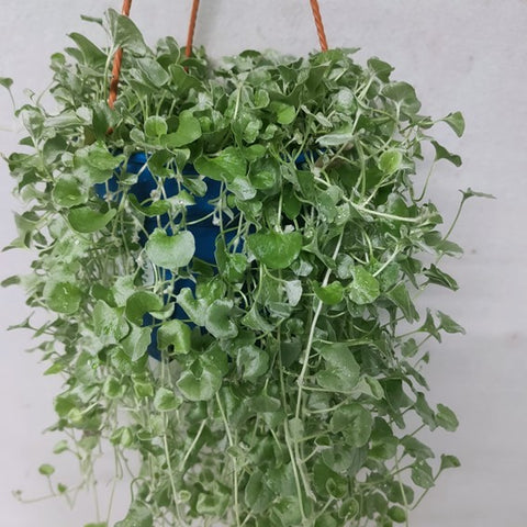 Centella Asiatica